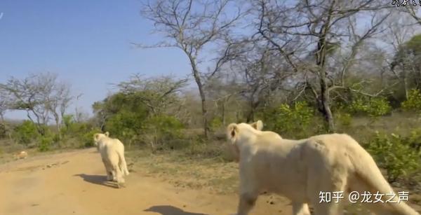 史上最全 地球猫科动物全介绍 知乎