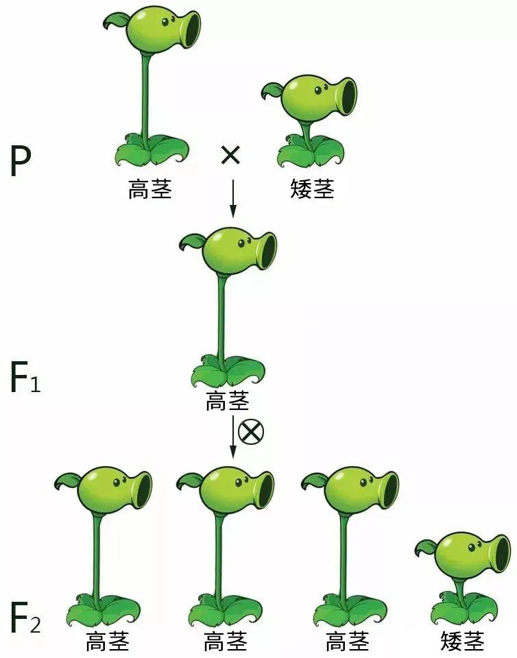 高茎自交遗传图解图片