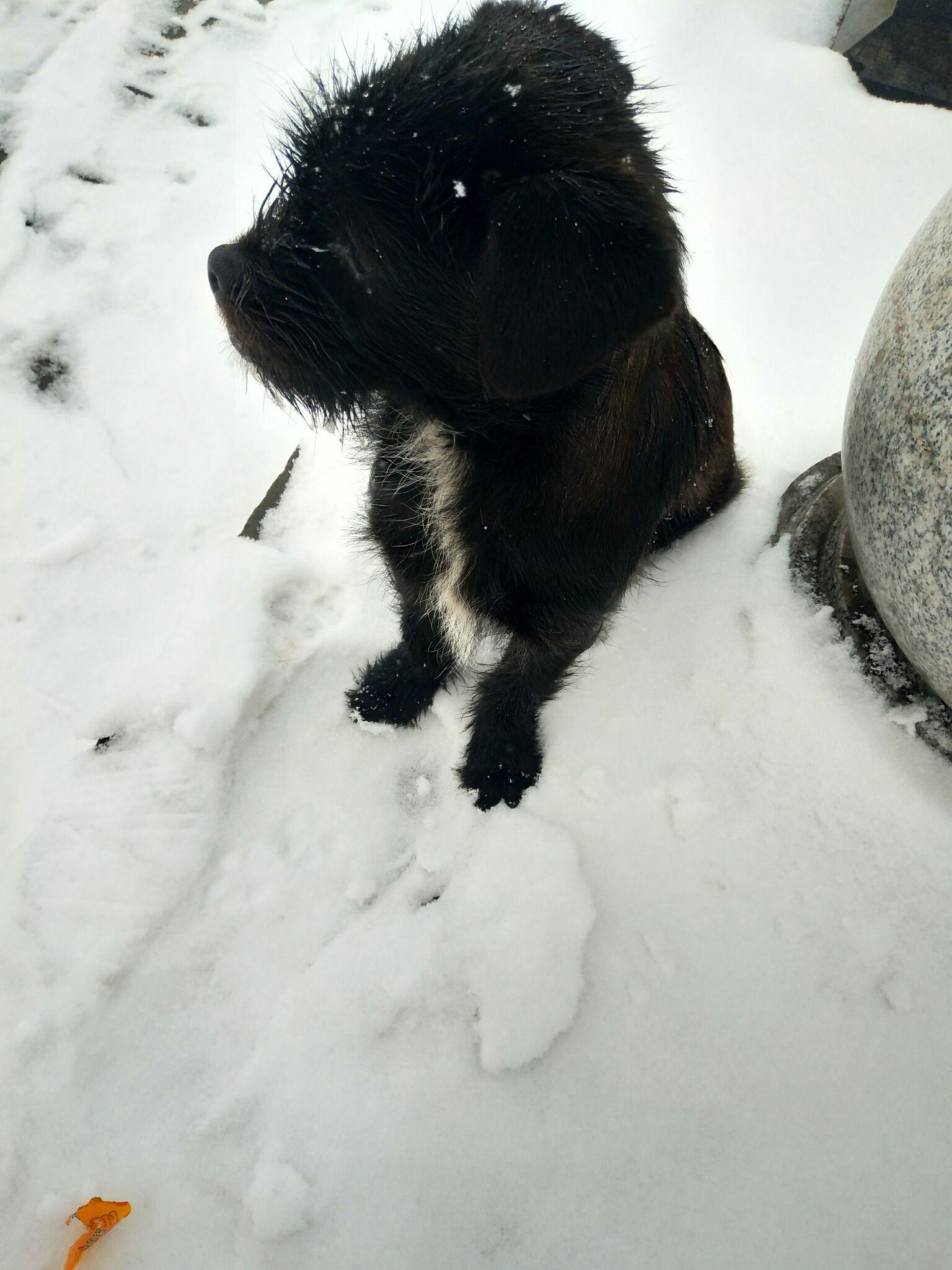城市流浪狗如何生存