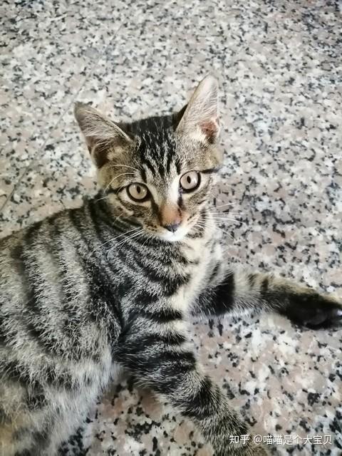 狸花猫凭什么稳坐猫界“头把交椅”？网友：养了才知道真香- 知乎