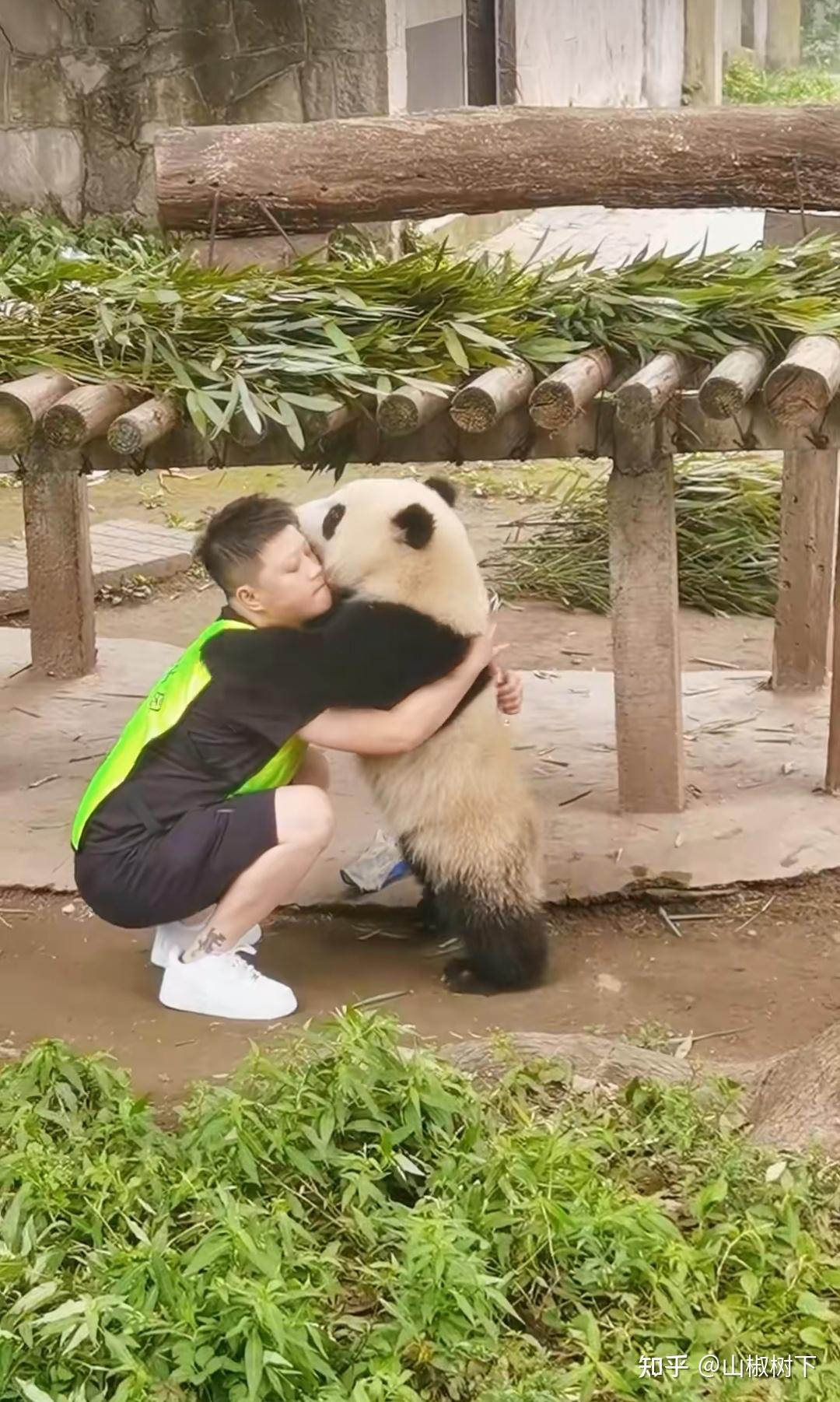 熊猫界妈宝男渝可居然是蔓越煤的儿子，终于知道渝可是遗传谁了 - 知乎