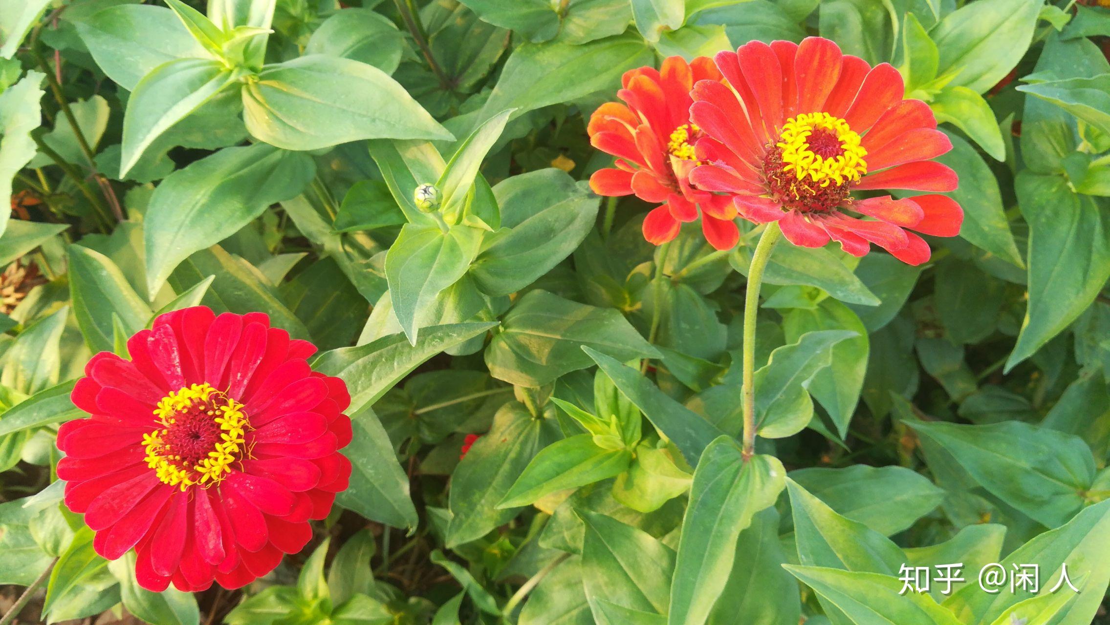 有哪些适合爸爸妈妈用的微信头像