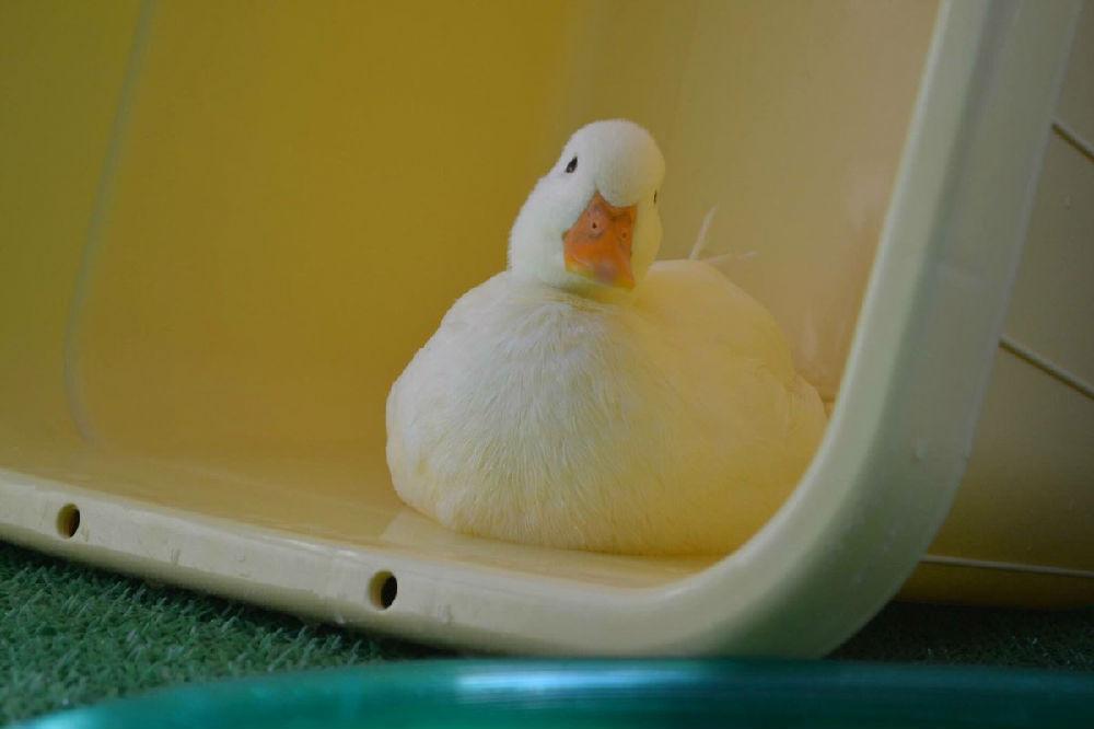 日本一只会卖萌会撒娇的大胸鸭子太治愈啦