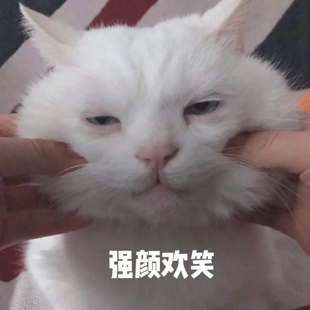 猫咪有哪几种脸型 不同脸型代表了什么性格 知乎