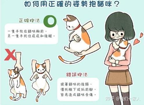 “抱猫”姿势讲究多,并不是随便就能抱的 - 知乎