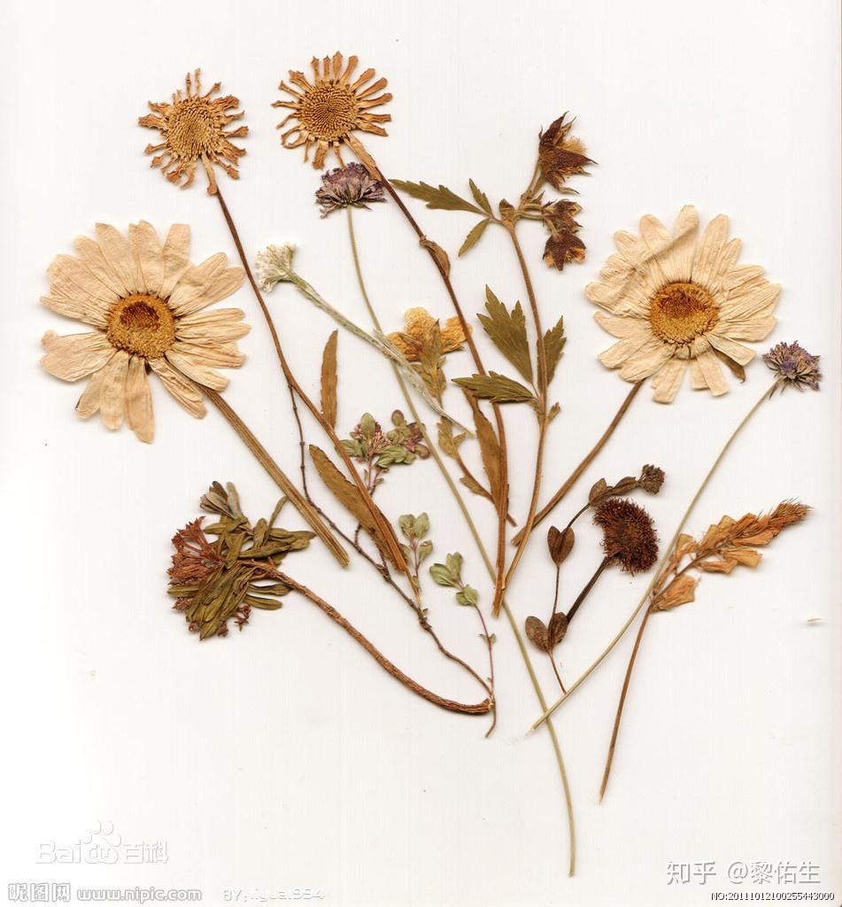 三大植物标本详解