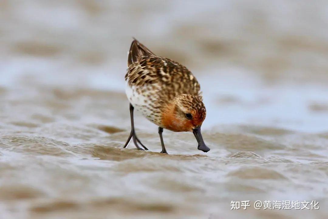 鸟类科普① | 湿地保护和鸟类迁徙研究的代表类群——鹬科鸟类 - 知乎