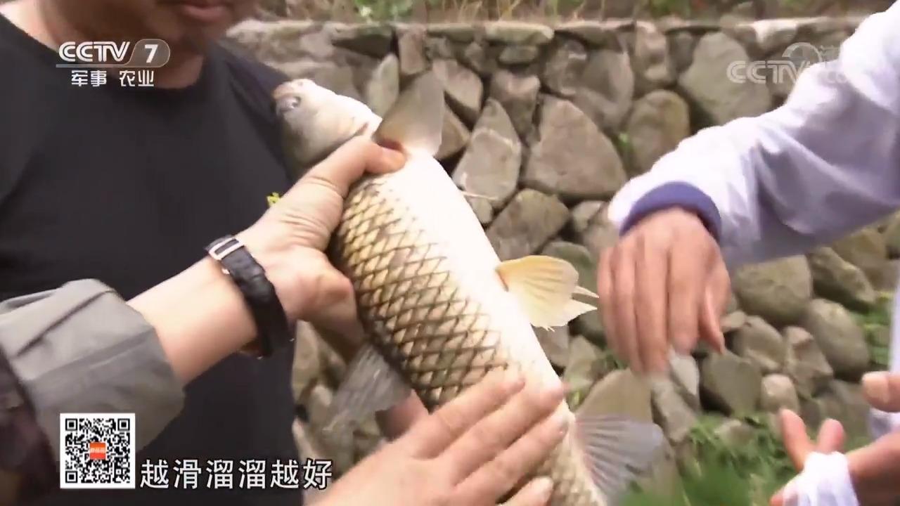 科技苑 20181025 喂辣椒 育脆稻 古法養魚有新招