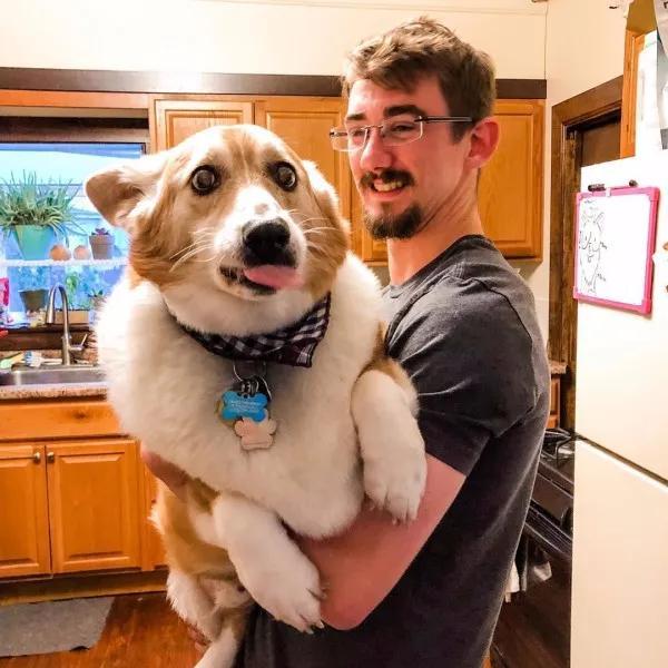 54斤柯基犬比同伴大1倍抱起来像扛煤气罐网友柯基王