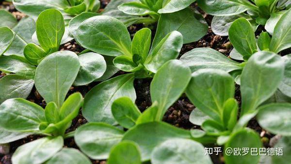 盘点十种德国本土果蔬，你都有尝试过吗？ - 知乎