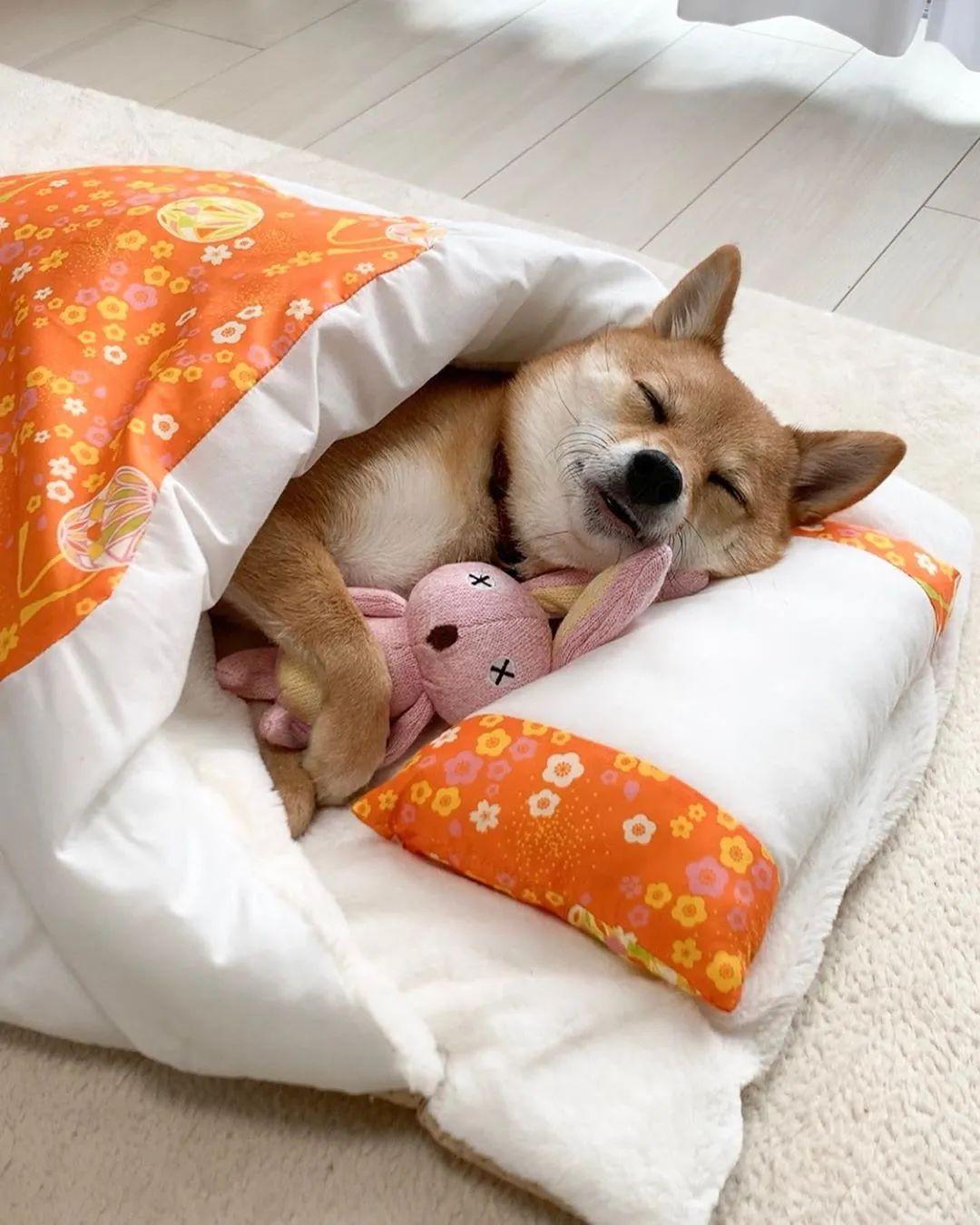 日本新晋睡神爆红ins还凭睡姿找到亲生哥哥网友滴睡认亲