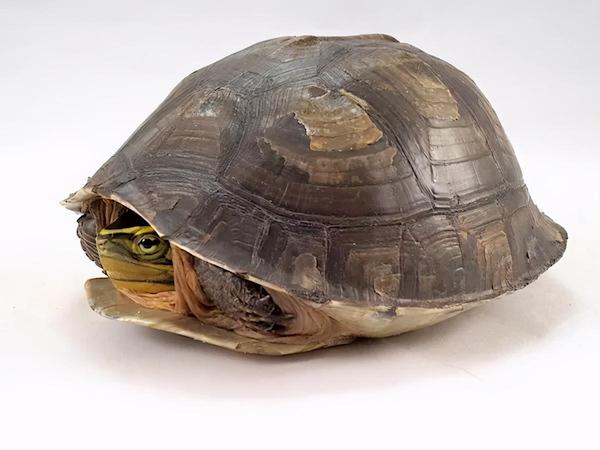 龟龟这硬壳真是掠食者和科学家的共同噩梦