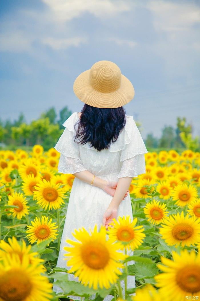 抓住夏天的小尾巴,小姐姐开蒙迪欧打卡向日葵花海