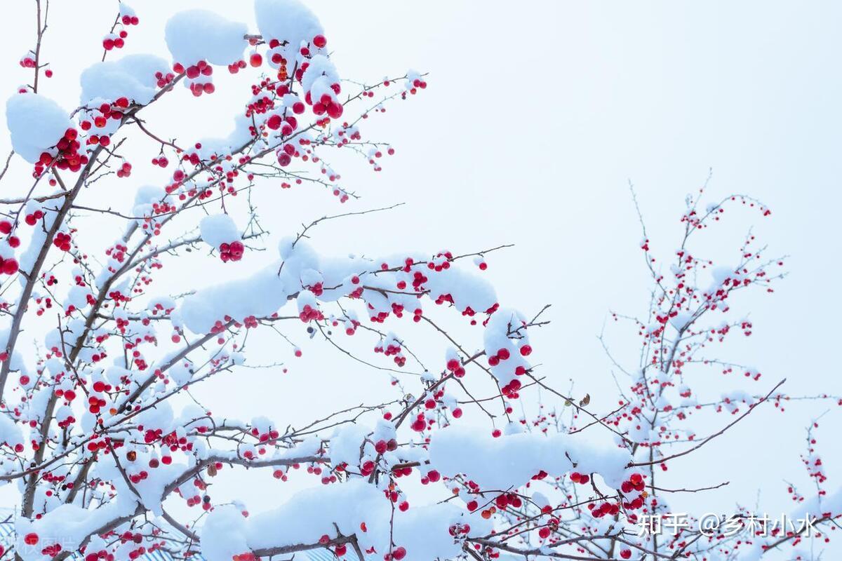 2024年“数九”时间表来了，几号入九？几号出九？春节是几九？ 知乎