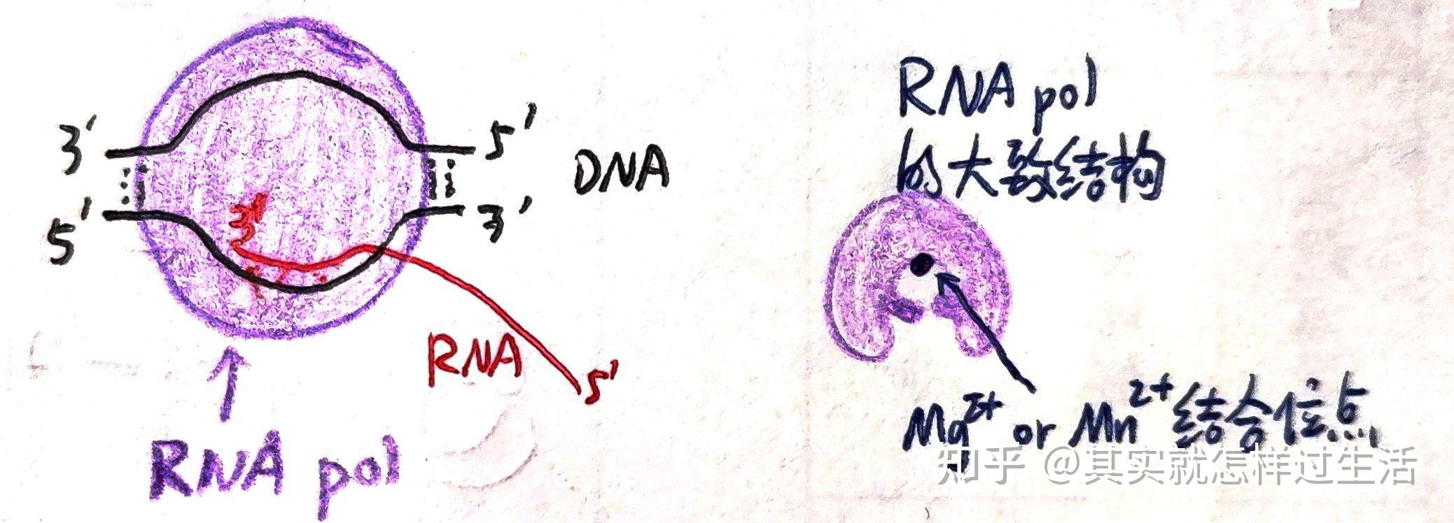 真核生物的转录：合成RNA - 知乎