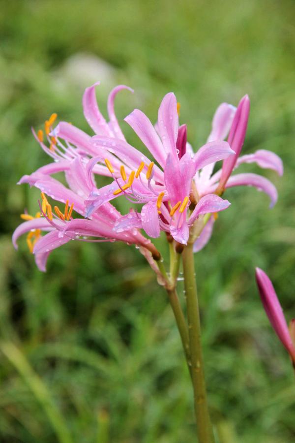 乳白石蒜  lycoris albiflora