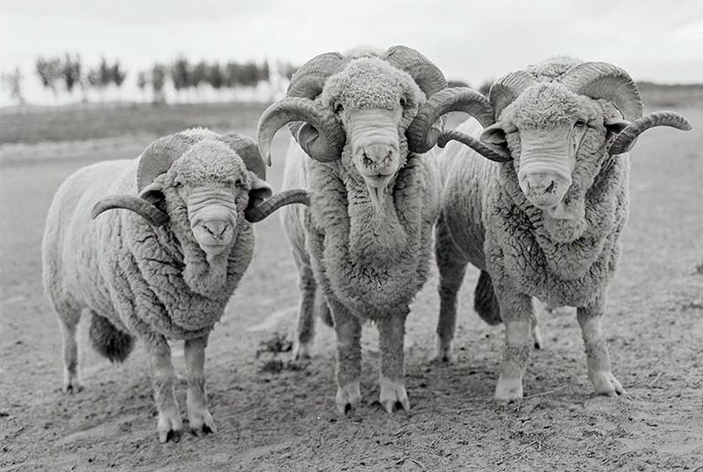 敖汉细毛羊,中国草原红牛,乌兰哈达猪——赤峰曾经的三大当家种畜 - 