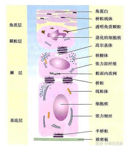 手背表皮细胞结构图图片
