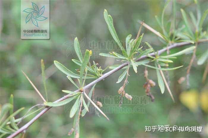 【植物学】植物营养器官的变态知识点总结 - 知乎