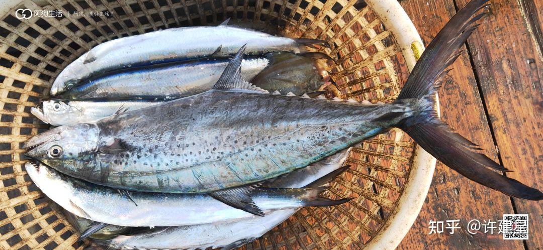 图为扁鲛鱼,湛江最贵的马鲛品种,也叫蓝点马鲛鱼.
