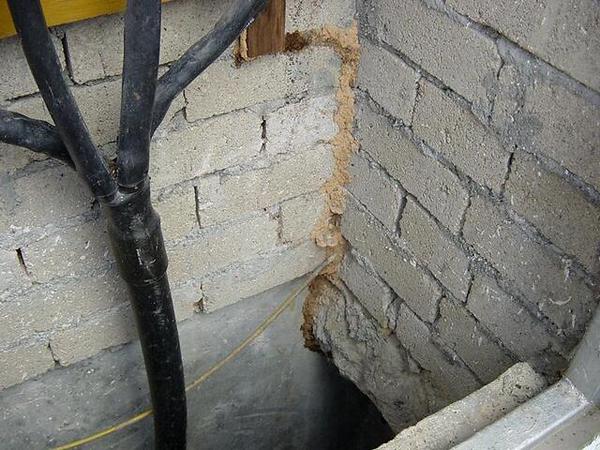 为什么白蚁总是难以灭干净