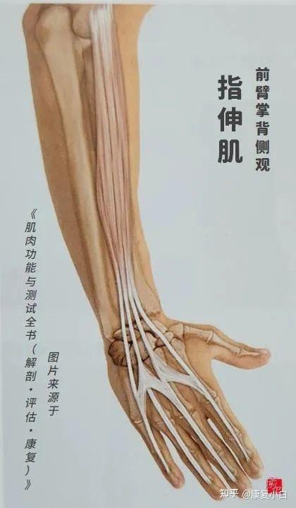 人体功能解剖——前臂后侧肌群 - 知乎
