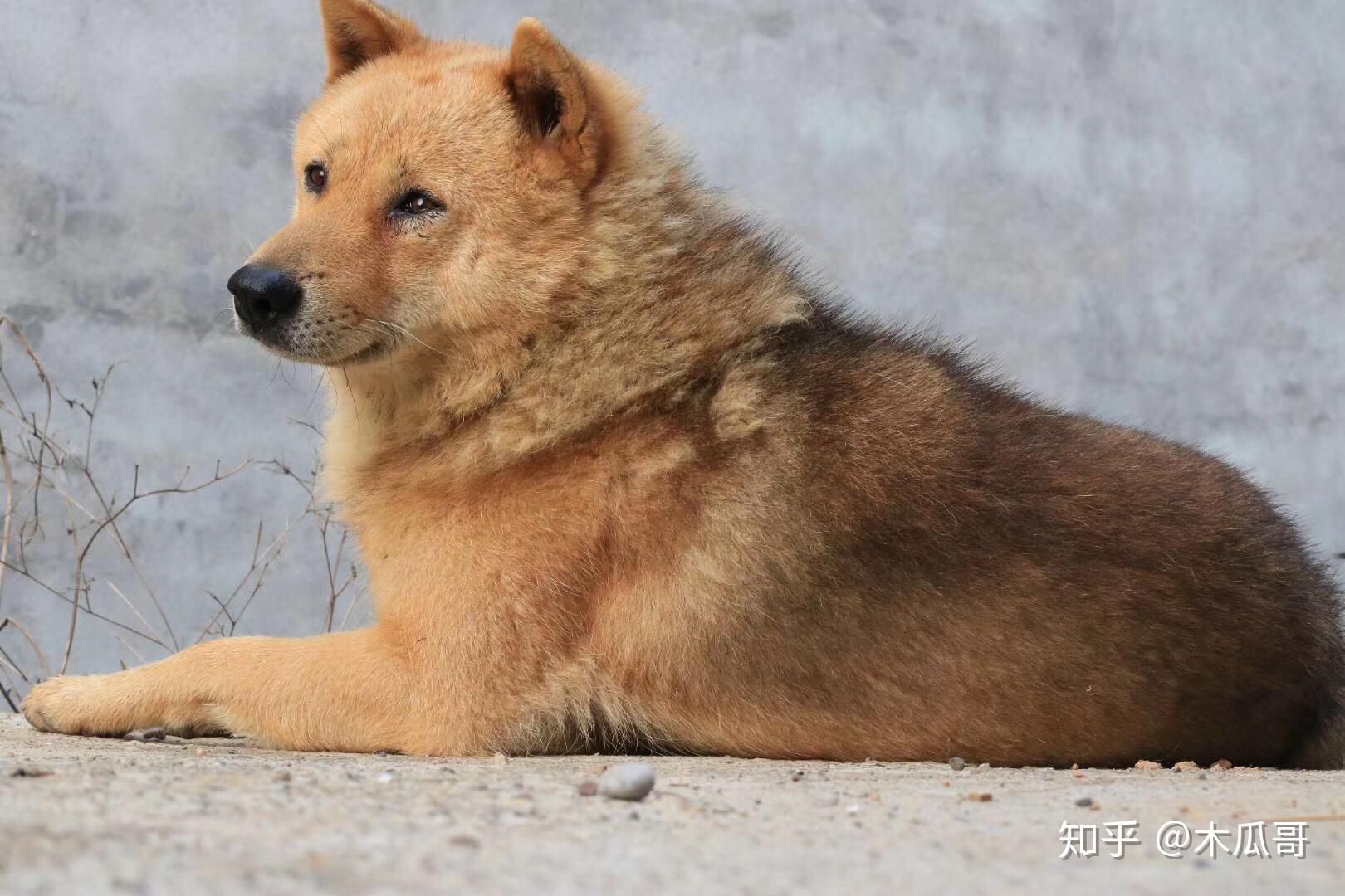 中华田园犬的颜值可以多高