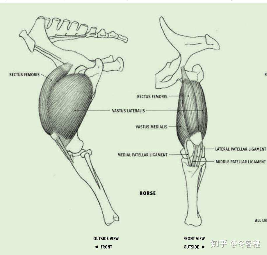 动物肌肉后肢股四头肌