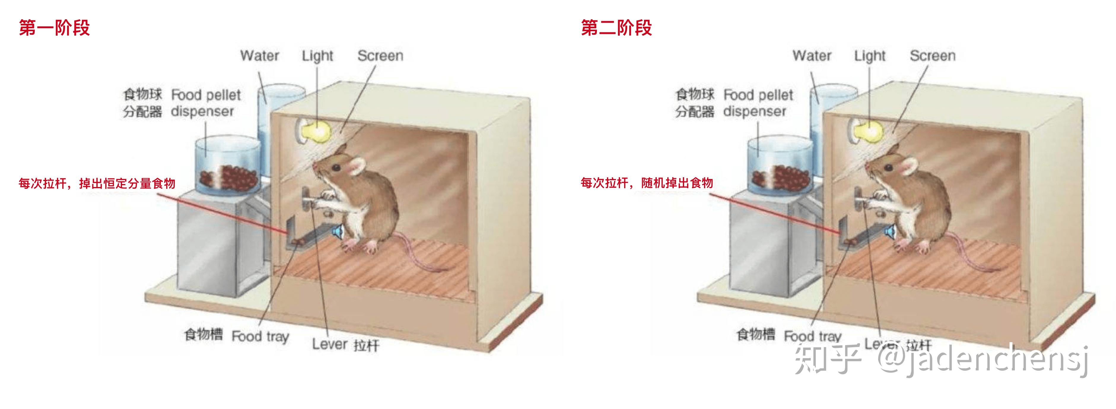 skinner 设计了下面这项实验:斯金纳箱:相关的基础学科概念:那么,未知