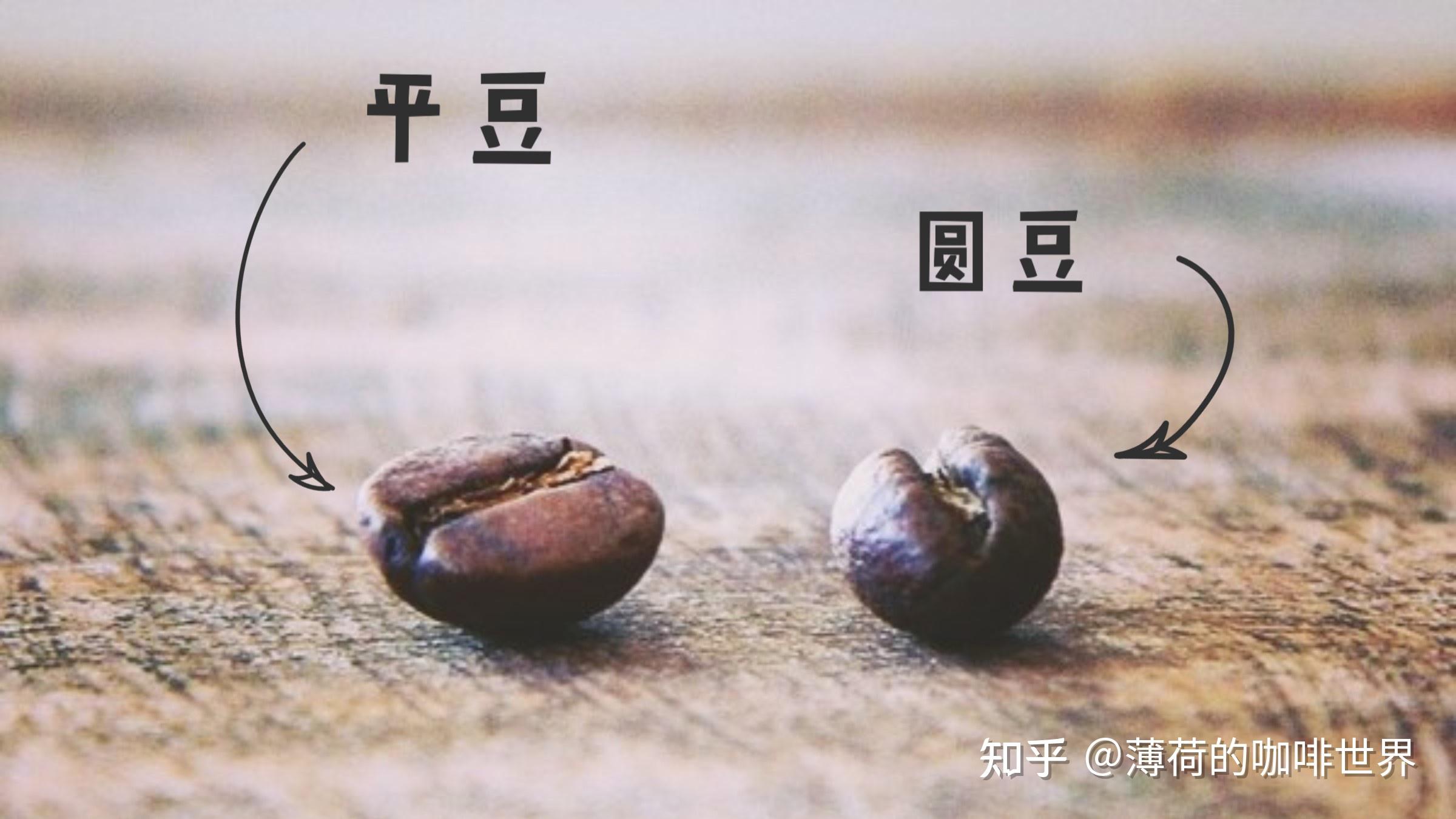 咖啡豆通常有三種形狀,平豆(flat berry),圓豆(peaberry )和異型豆.