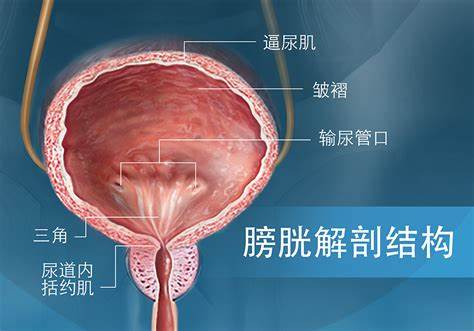 尿道的位置 真人图片