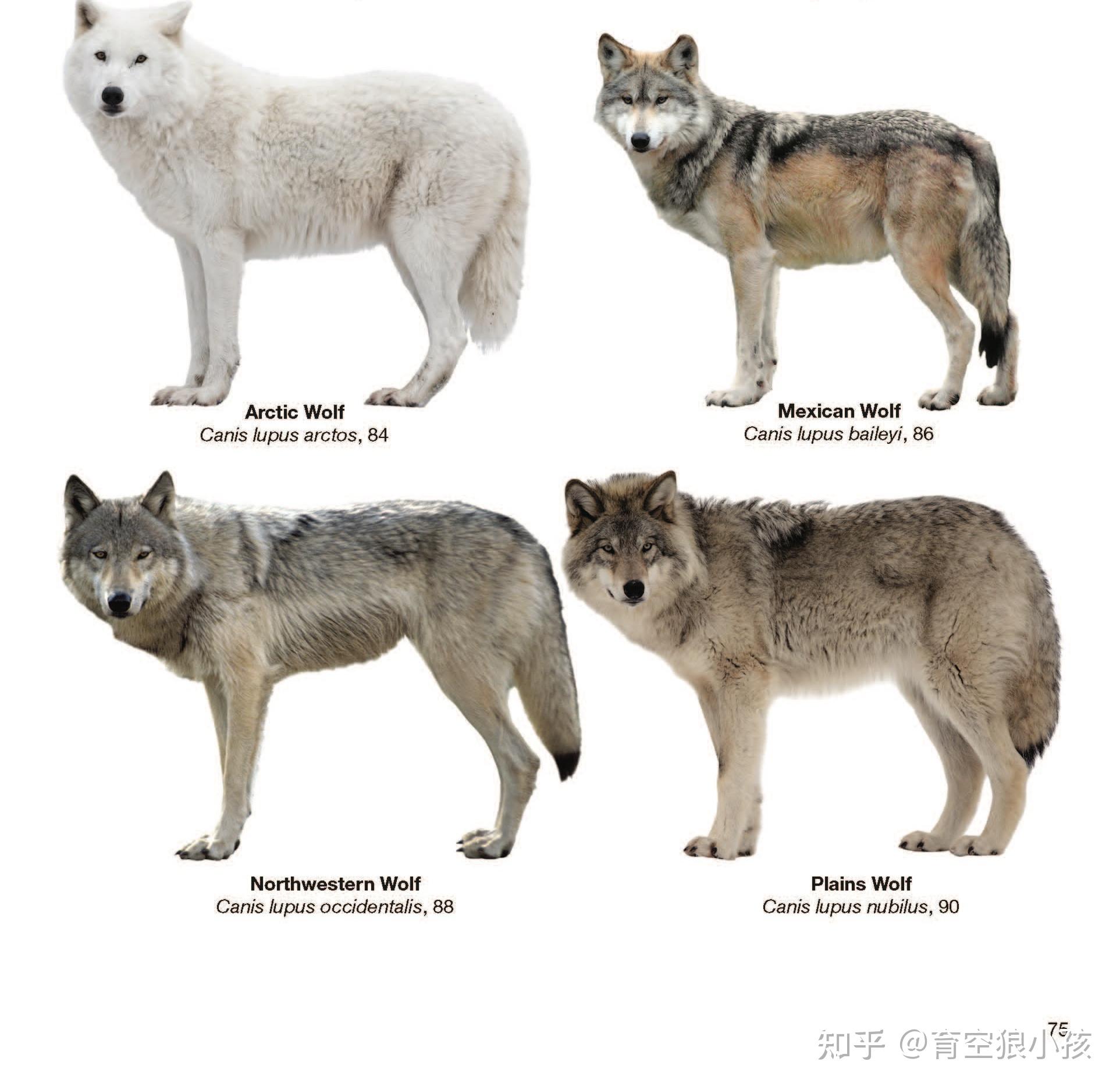 犬科动物豺和狼有什么区别