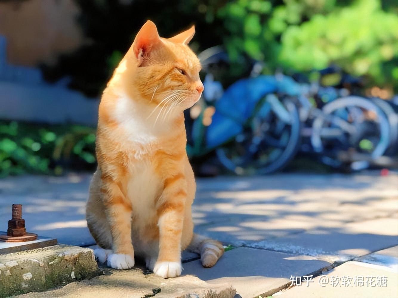 不同“月收入”建议饲养的猫，你的猫咪，和你匹配上了吗？ - 知乎
