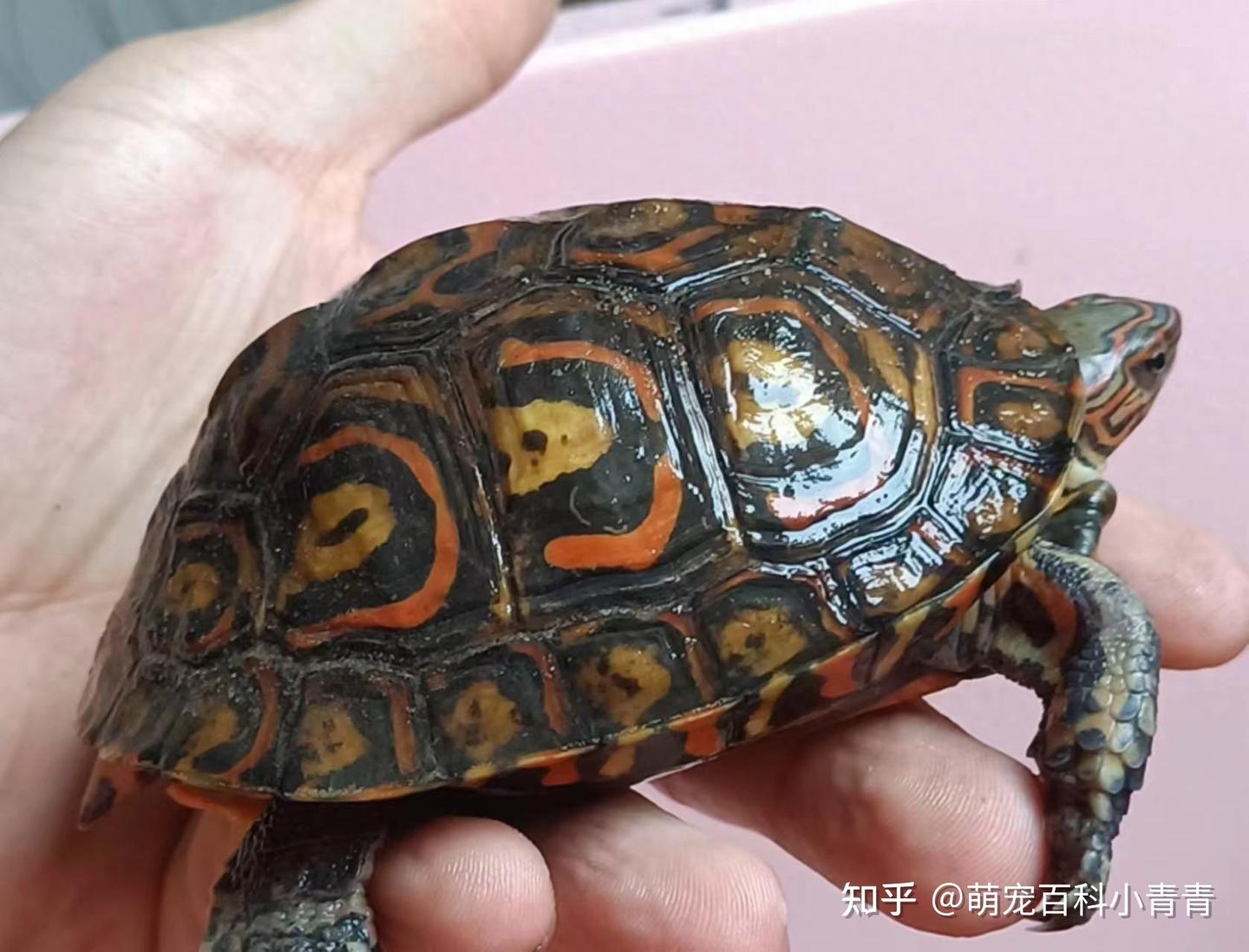 油彩木纹龟是什么龟，油彩木纹龟全方位科普介绍，看这篇就够啦！ - 知乎