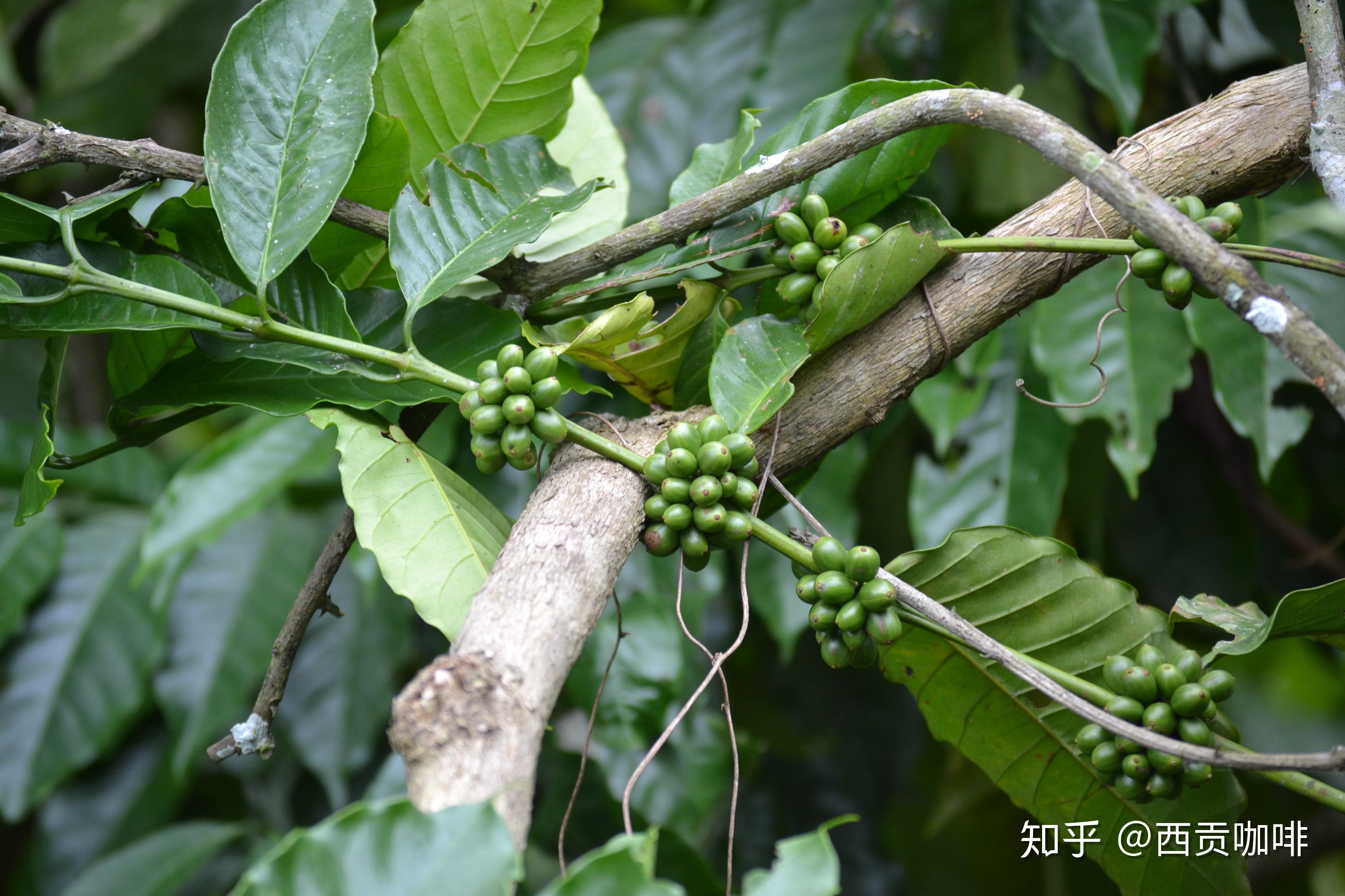 科特迪瓦境内属于热带气候,河流较多,沿海地势较为平坦,西北部山地