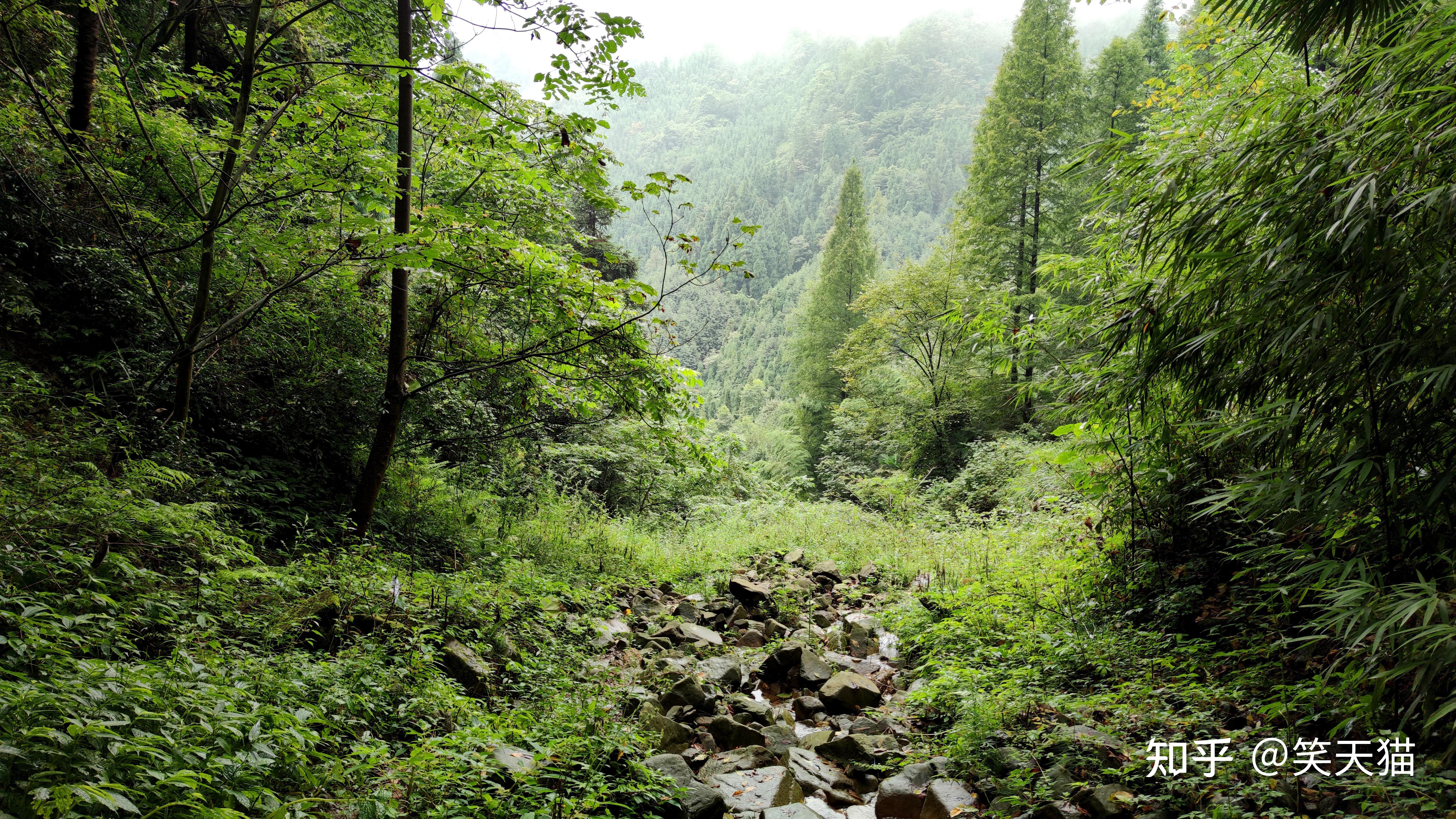 成都走边徒步原始森林的好地方什邡冰川天鹅林场驴友线路详情