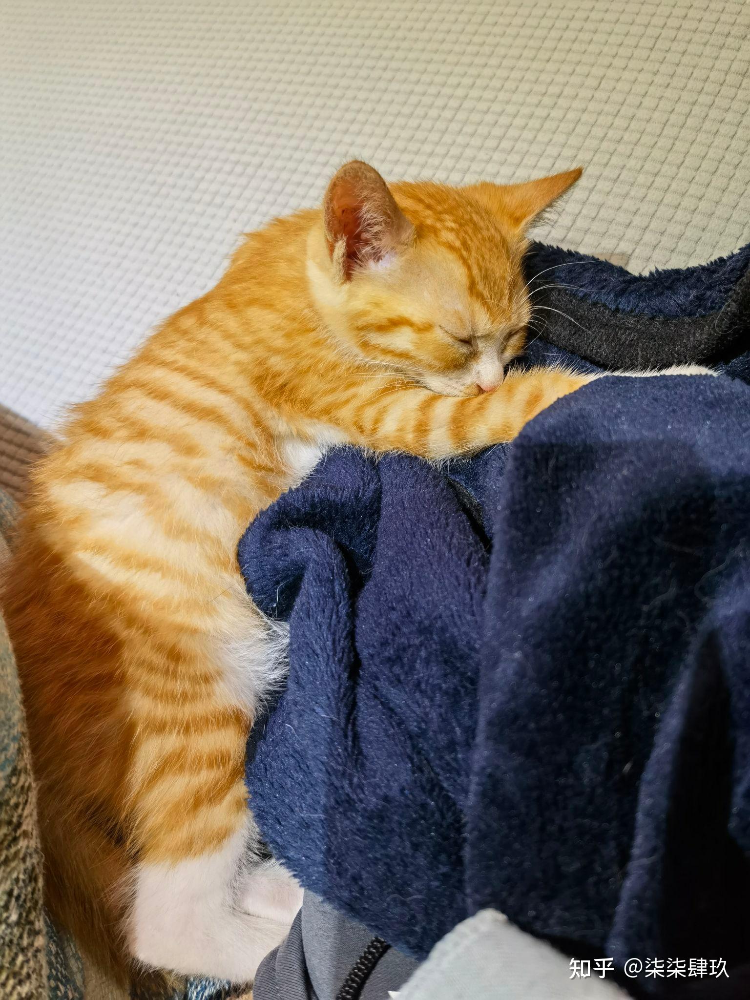 有没有人在杭州想领养小橘猫的盆友？ - 知乎