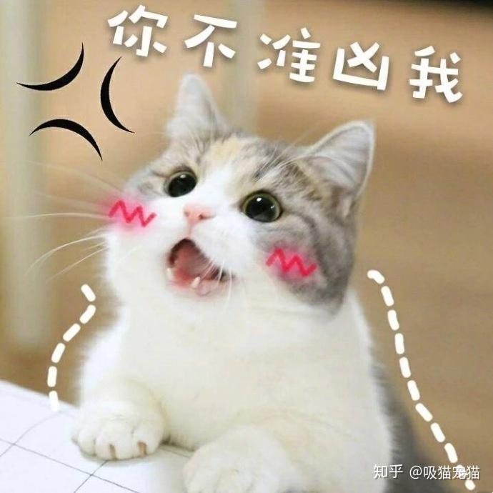 猫咪到处蹭来蹭去，是在撒娇吗？我们可能想多了！ - 知乎