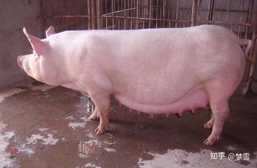 母猪水门肿粉色图片