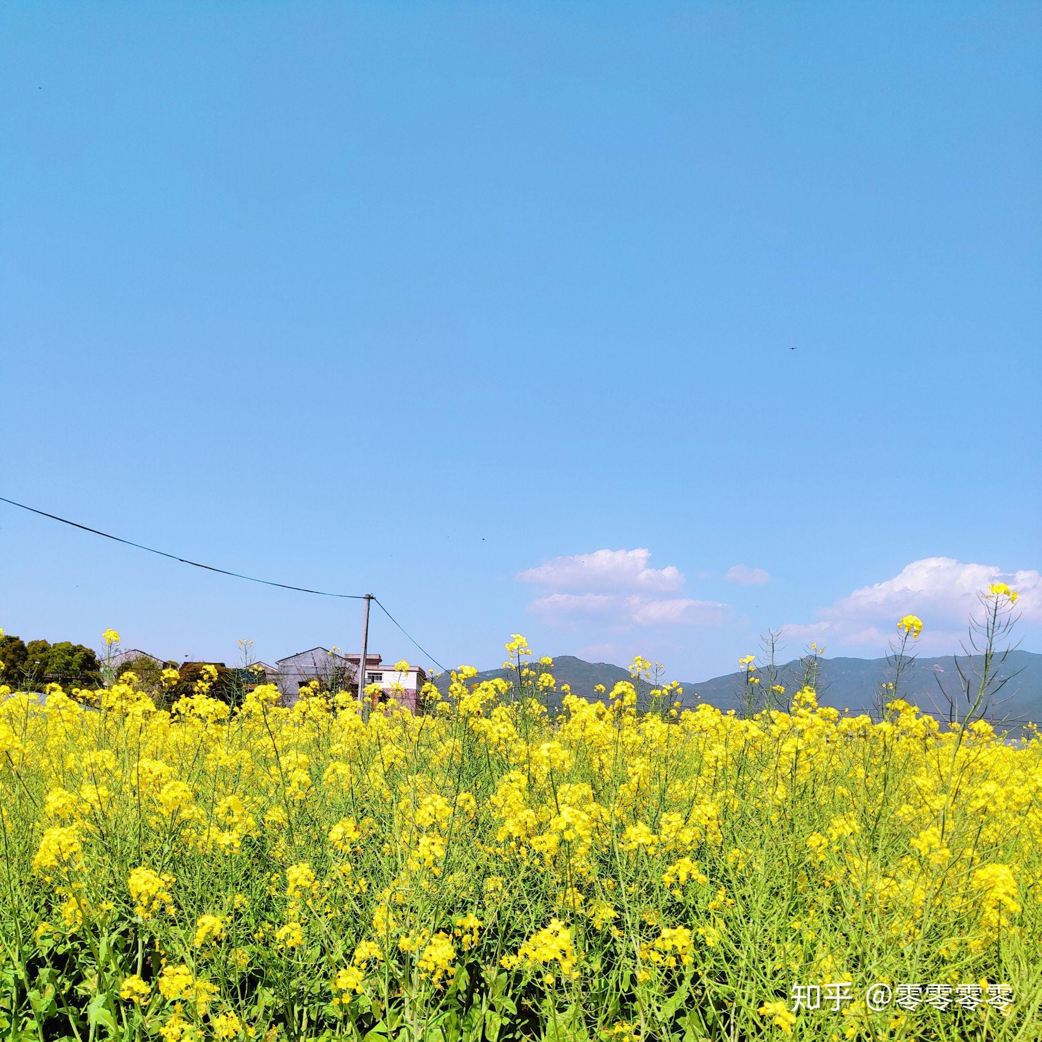 大家可以上一张手机拍的风景照片吗?