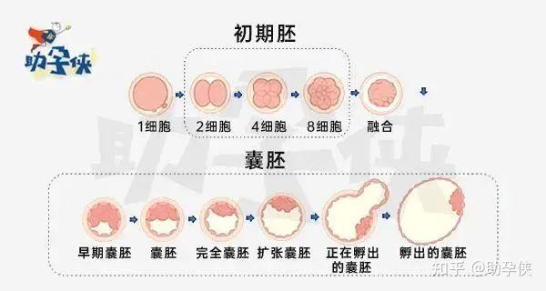4BC囊胚优于8细胞胚胎?还真不一定【小侠科普】 - 知乎