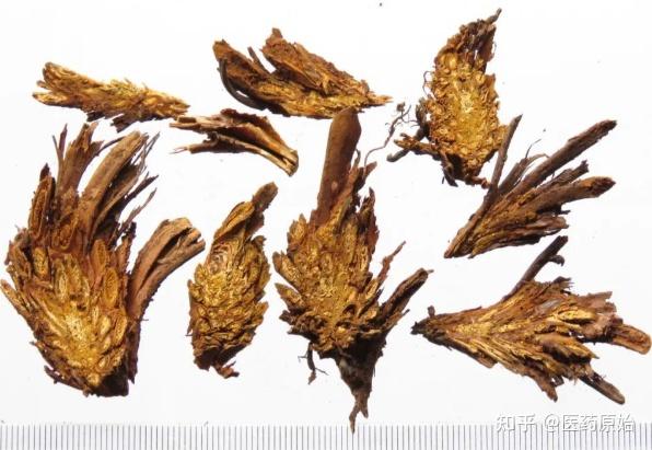 带你识别紫萁贯众