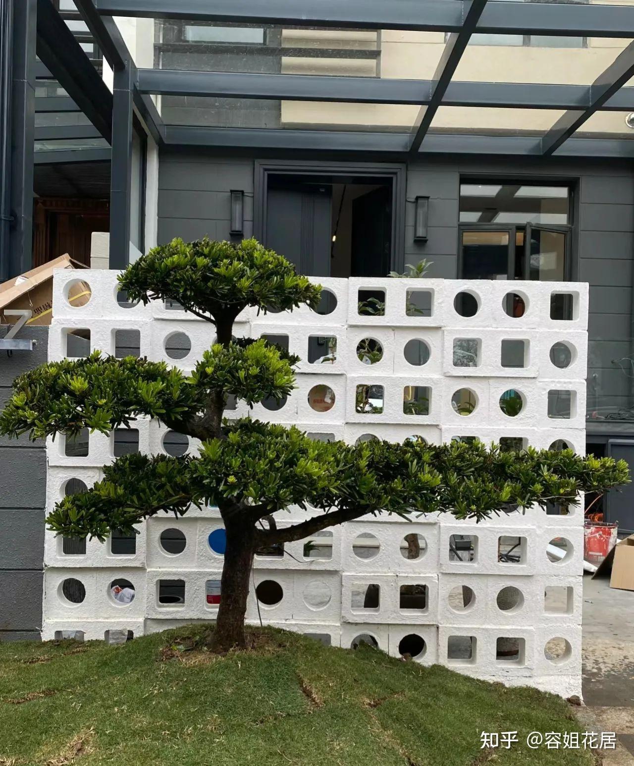 家有院子，门前一定要种棵树，适合种门前的4种树，选一棵种上吧 - 知乎