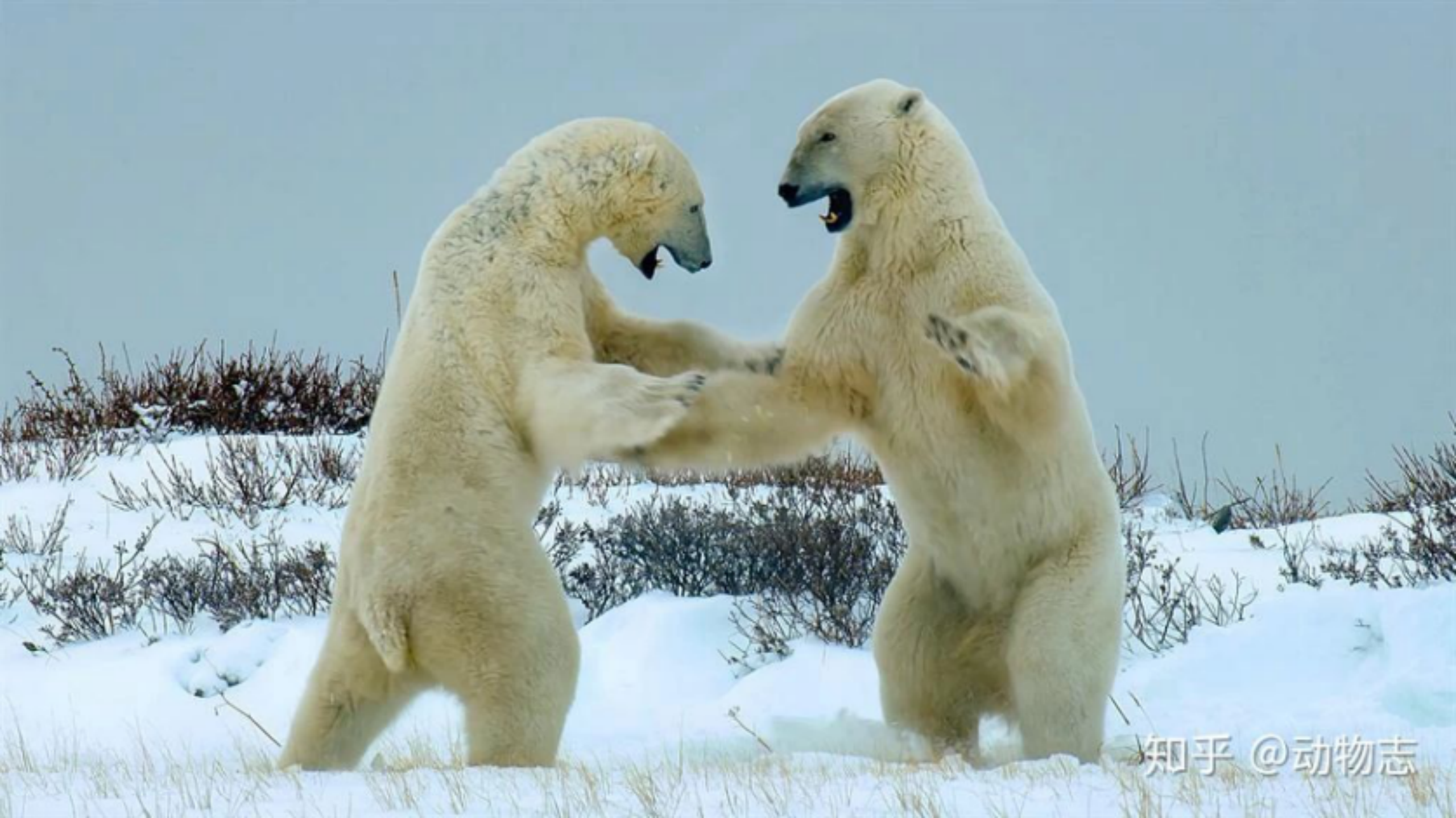 北极熊与棕熊的战争北极熊身强体壮却输给了棕熊
