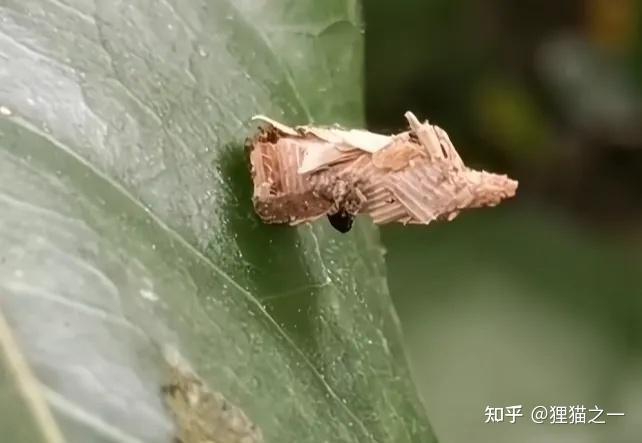 男子发现诡异小虫,身体像树枝,头能缩起来?老百姓称其为“吊死鬼”,网友:30年没见了! - 知乎