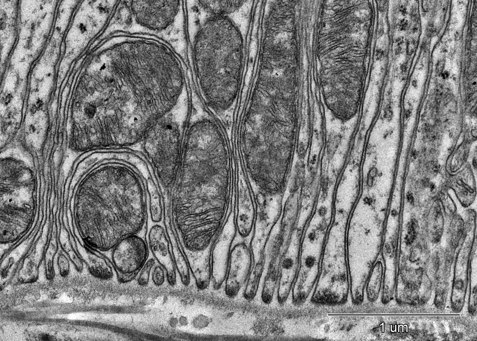 显微镜下细胞有丝分裂 - 知乎