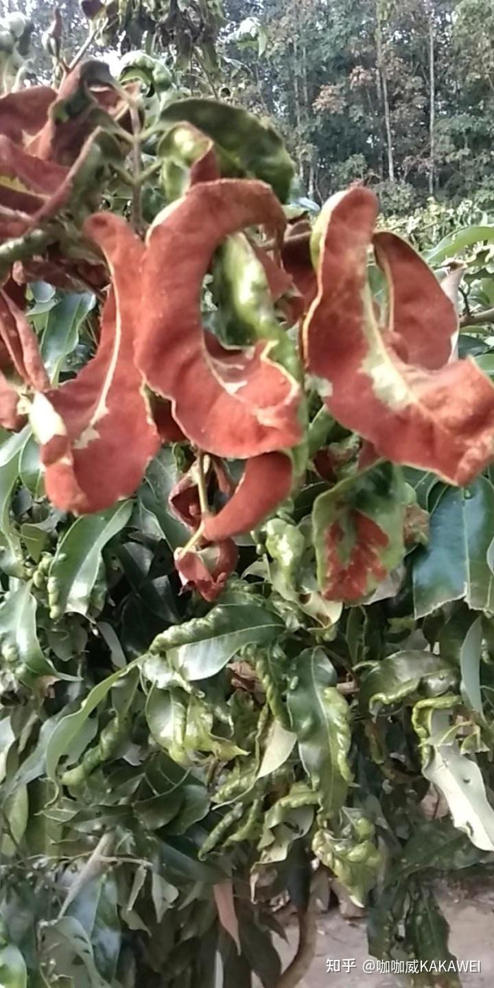 荔枝叶片卷曲,叶片背面长满了像铁锈一样的东西,这是什么病虫害? - 知乎