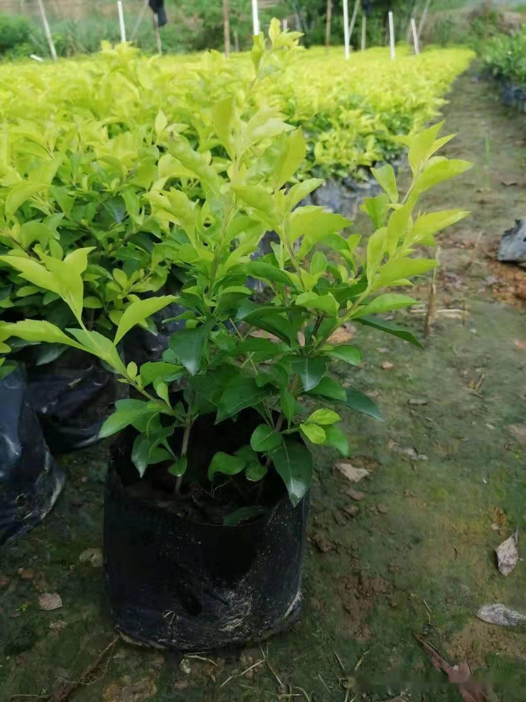 播种育苗需要采取哪些处理种子和土壤消毒措施? 知乎