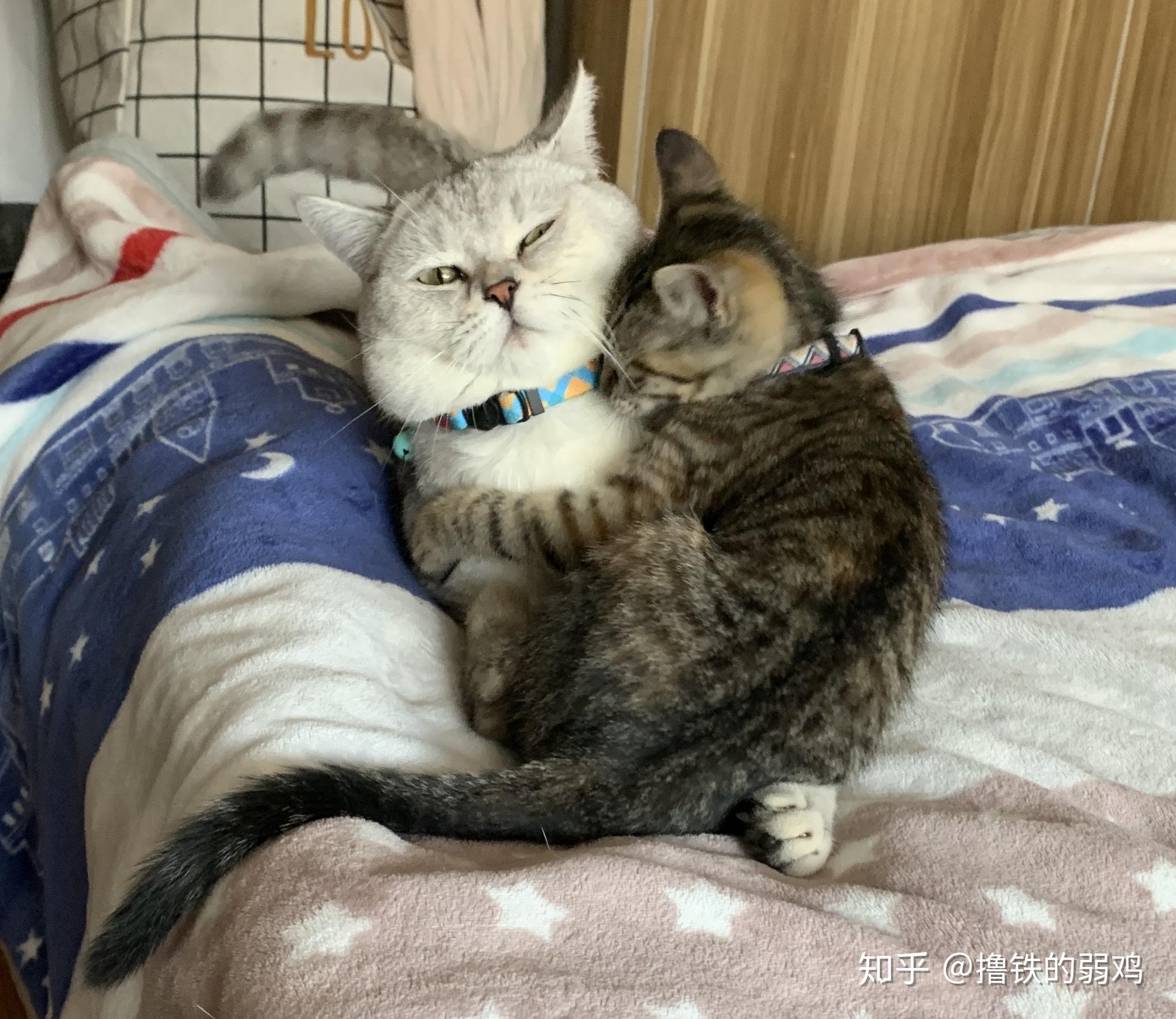 英短银渐层和狸花猫的宝宝持续更新 知乎