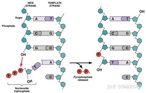 亲缘鉴定 寻亲认亲 隔代亲子鉴定怎么做？ 知乎 2559